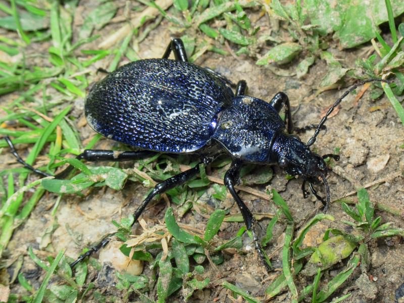 Carabus scabrosus tauricus Bonelli, 1810
